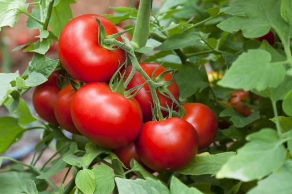 Tomate (Lycopersicon esculentumm)