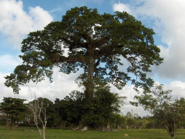 Ceiba Bonga (Ceiba pentandra)