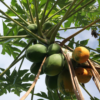 árbol papayo