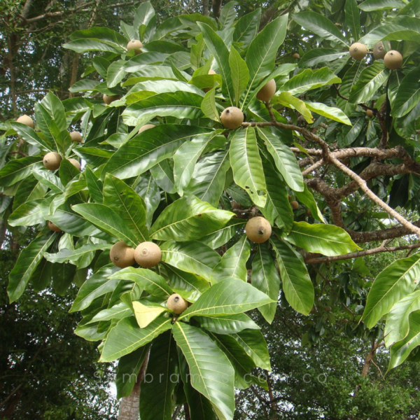 árbol jagua