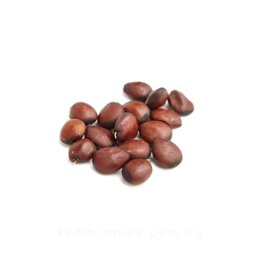 semillas de algarrobo