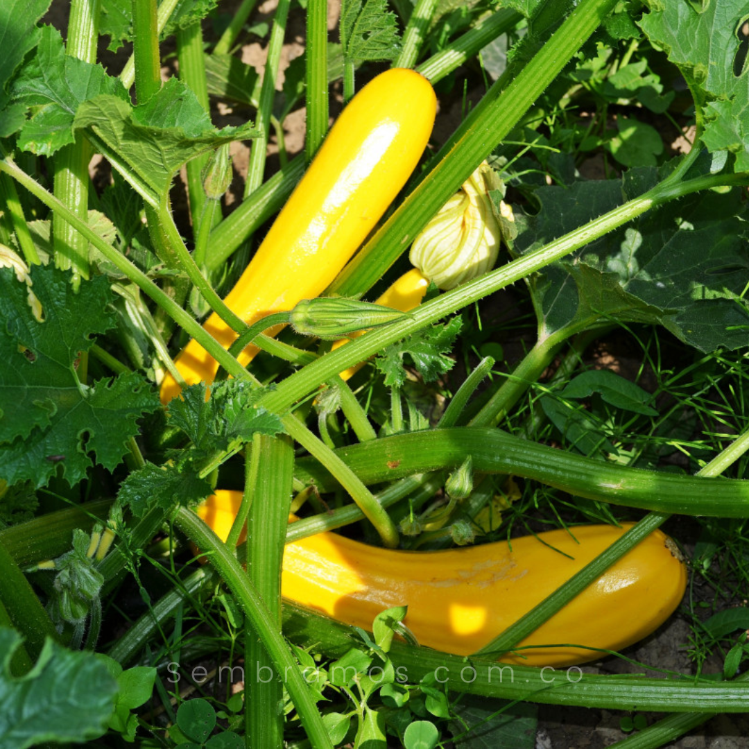 plántula zucchini amarillo