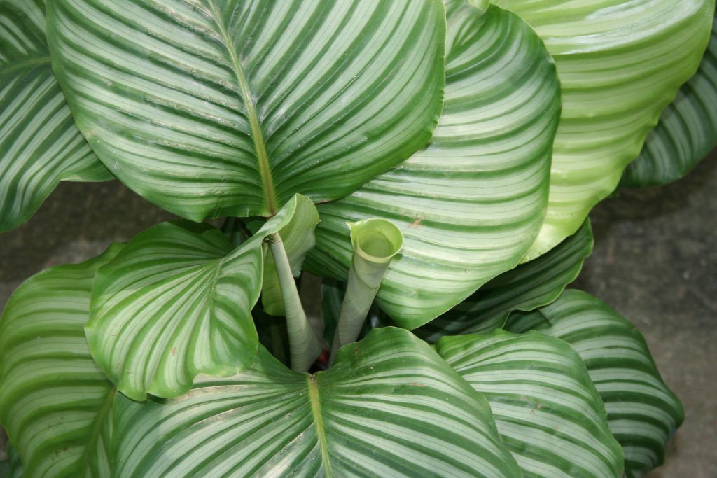 planta calathea orbifolia