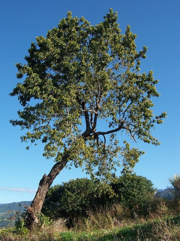 árbol aguacate hass