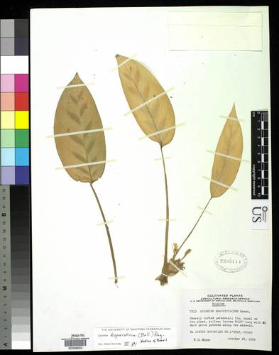 planta calathea leopardina