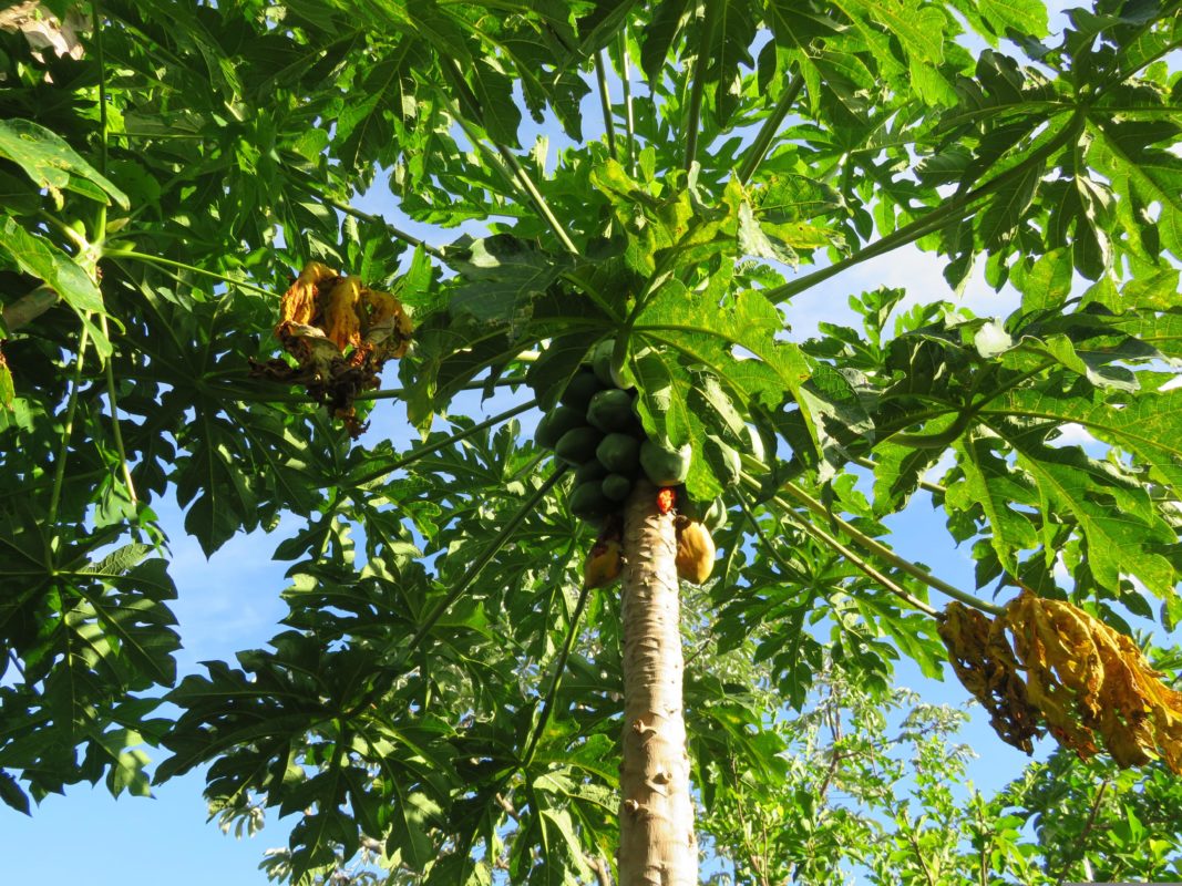 árbol papayo