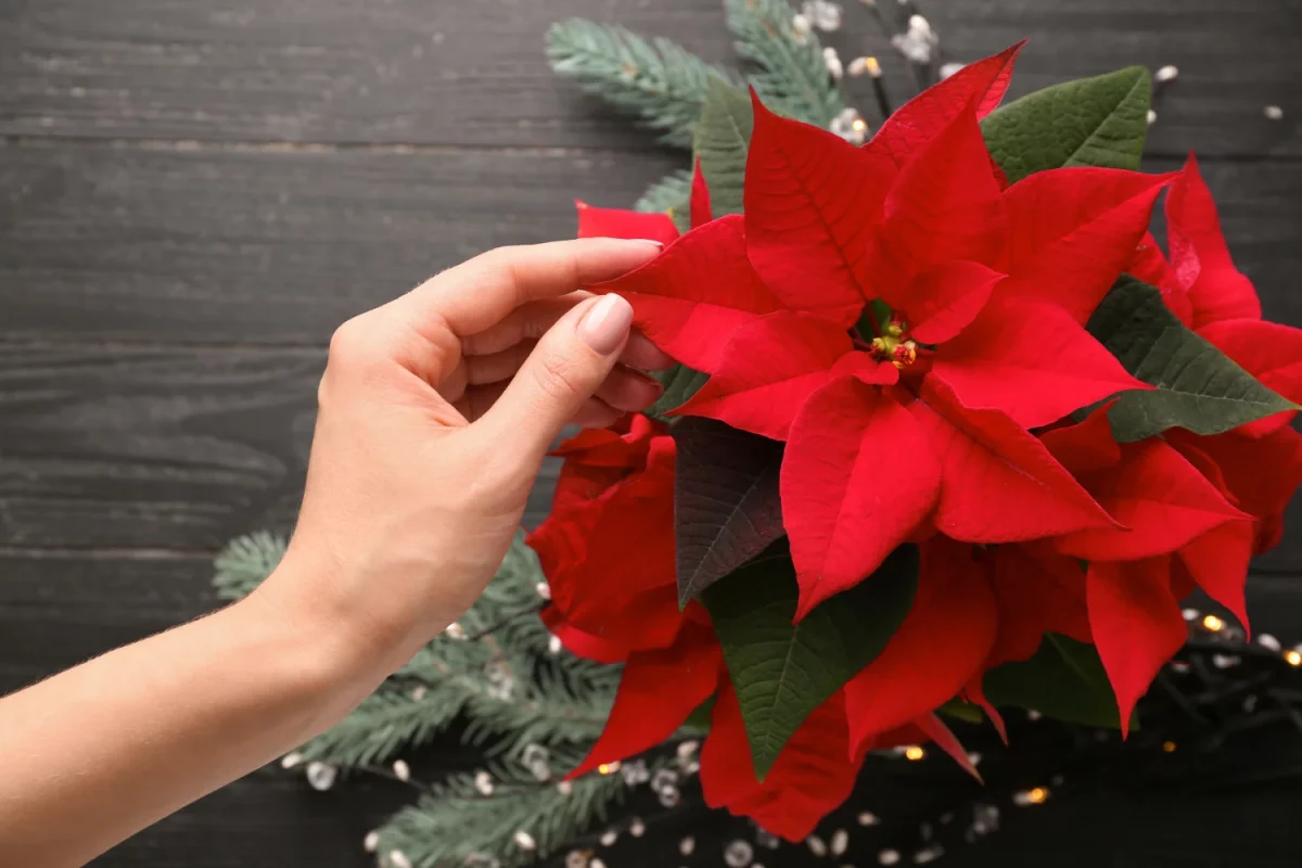 La planta Poinsettia: una flor que abre la navidad | Blog de Jardinería