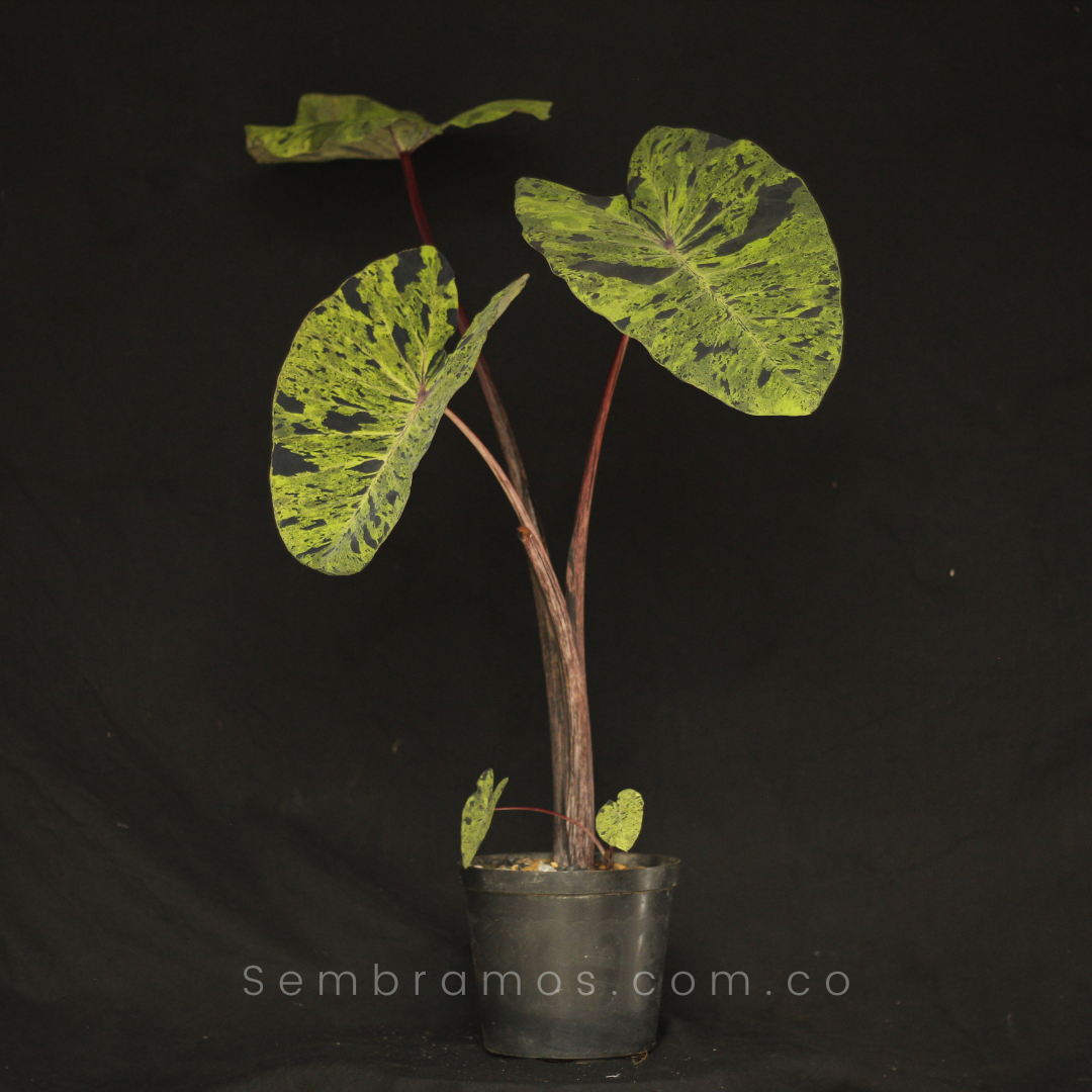 planta colocasia mojito
