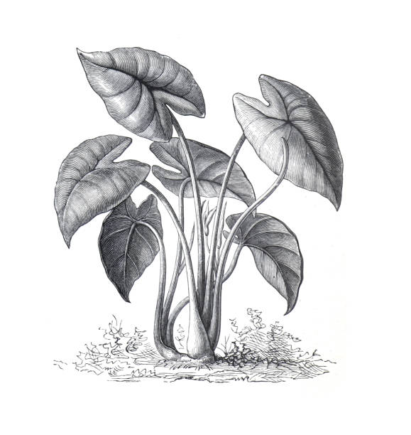 planta colocasia mojito
