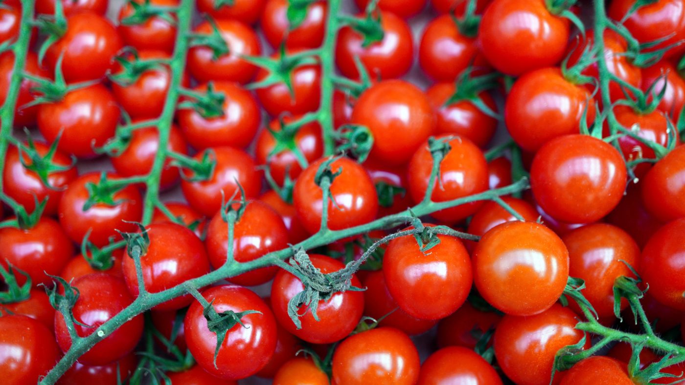 plántula tomate cherry