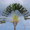 planta palma del viajero