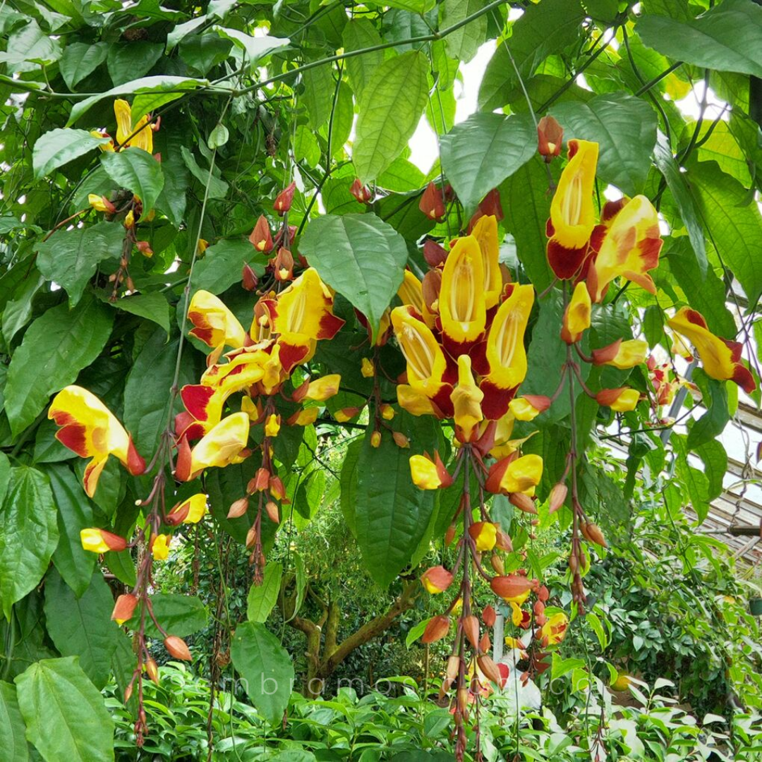 planta cortina china Thunbergia mysorensis