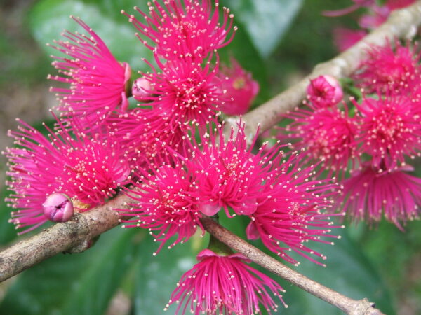 Pomarrosa (Syzygium malaccense)