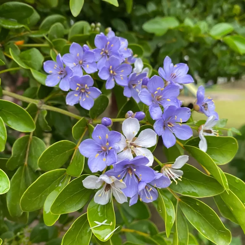 flor guayacán azul