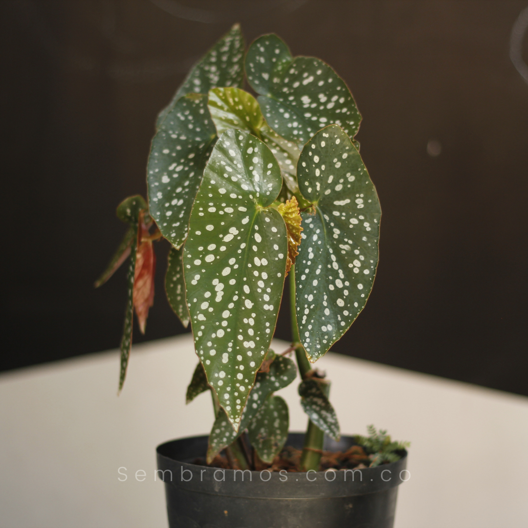 planta begonia maculata