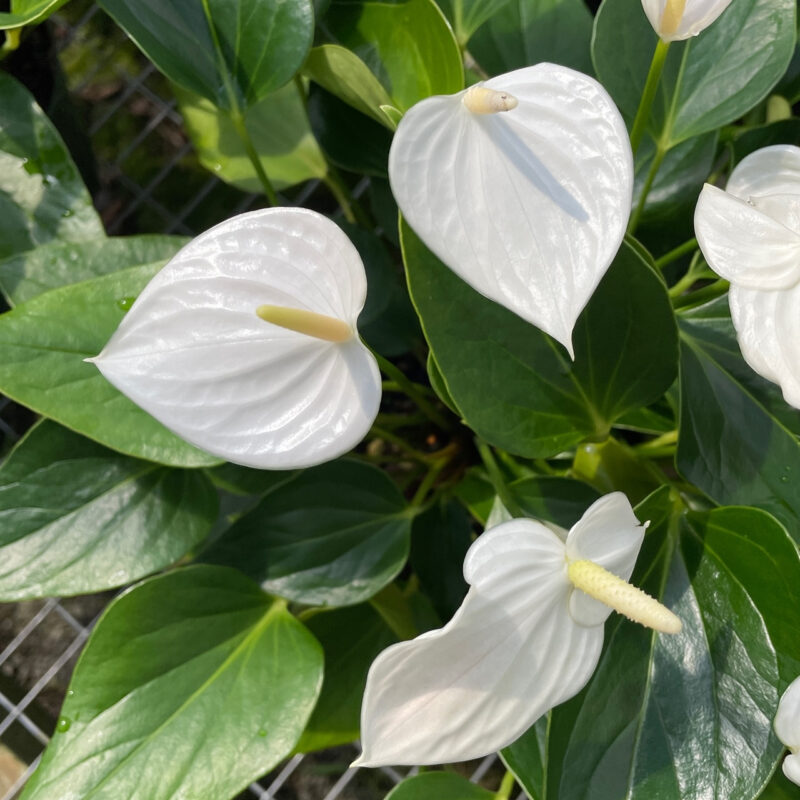 planta anturio blanco