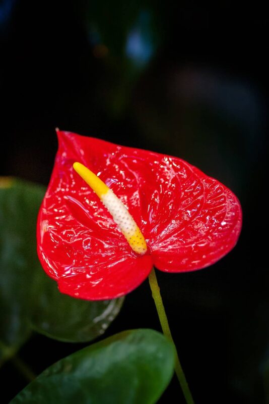 planta anturio rojo