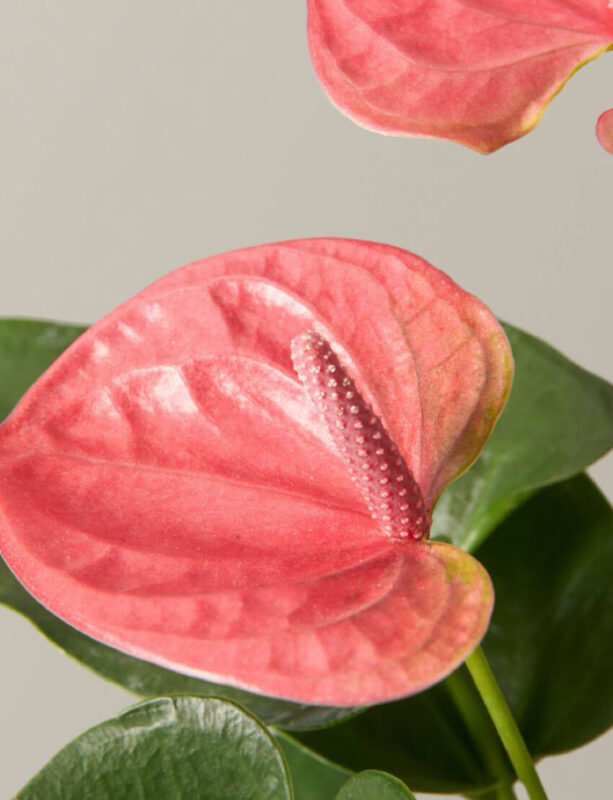 planta anturio rosado