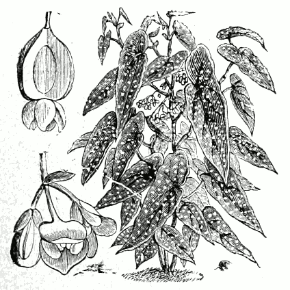 planta begonia maculata