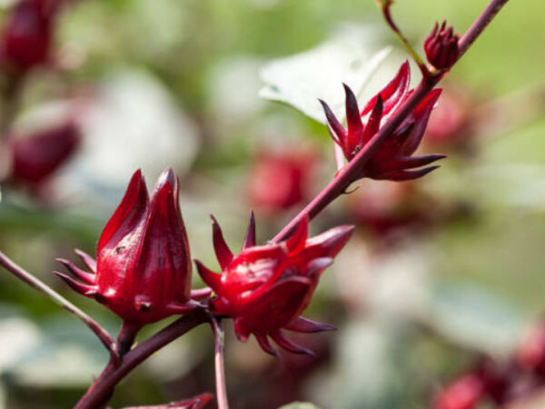 Flor de Jamaica (Hibiscus sabdariffa)