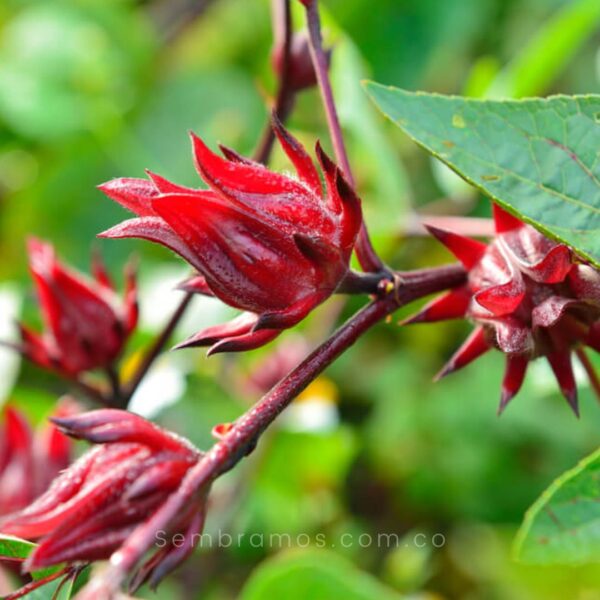 semillas flor de jamaica