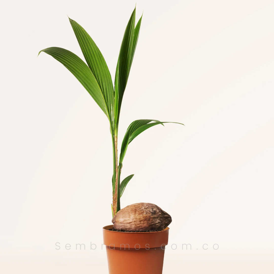 planta palma de coco