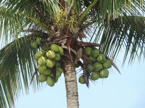 Cocotero (Cocos nucifera)