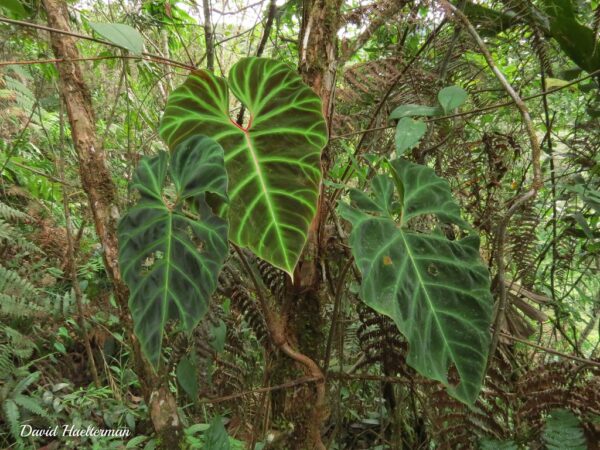 Philodendron verrucosum (Philodendron verrucosum)