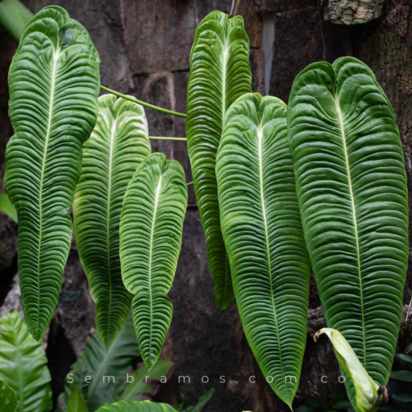 Planta Anturio Rey | anthurium veitchii