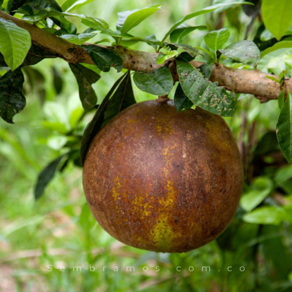 árbol borojó