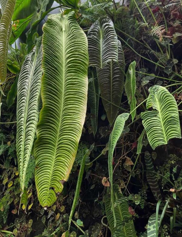 Anturio Rey (anthurium veitchii)