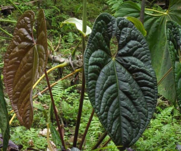 Anturio Luxurians (Anthurium magnificum x luxurians)